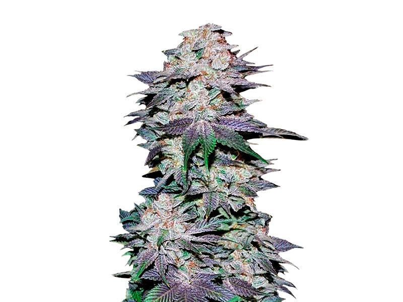 Сорт Blackberry auto от FastBuds Blackberry auto