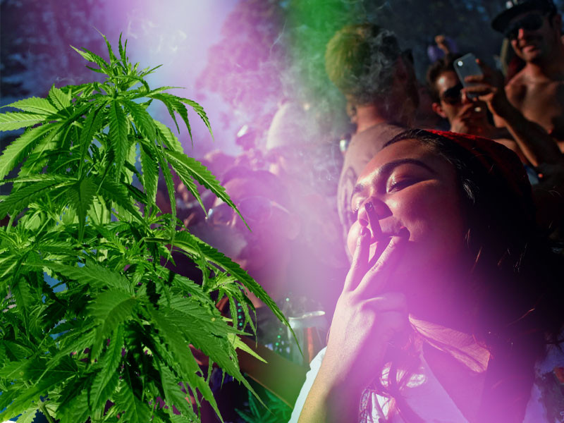 Весёлая травка - это про Сативу! Сативная конопля